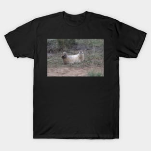 grey seal pup in cute pose T-Shirt